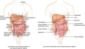 Body Regions Anatomy Koibana Info Nurse Study Notes Medical Studies Anatomy Organs
