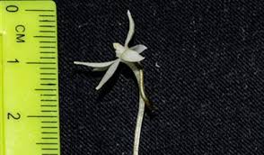 Image result for Aerangis alcicornis
