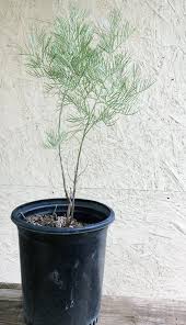 Image result for Cassia thyrsoidea