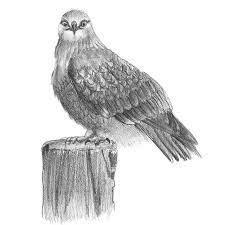 The hawk was said to be the messenger of the gods in many legends. Rough Legged Hawk Pencil Drawing How To Sketch Rough Legged Hawk Using Pencils Drawingtutorials101 Com