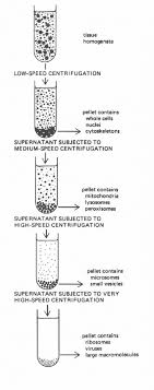 Doodle notes help provide visual triggers that improve focus. 1 Schematic Separation Of Organelles By Differential Centrifugation Download Scientific Diagram