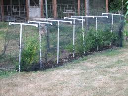Bird Netting For Blueberries Protecting Blackberries From Birds Google Search Blueberry Bushes Plant Protection Blueberry Plant