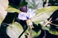 Image result for Commelina petersii