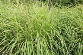Chinaschilf Pflege Und Schneiden Von Miscanthus Gartendialog De Chinagras Garten Umgraben Chinaschilf
