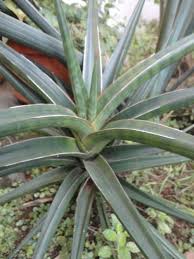 Other signs of spider mites include silky cobwebs and dry, brown. Sansevieria Downsii