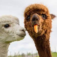 Funny couple fell down from camel poor camel. Cute And Funny Alpaca Couple Tries To Learn Their Baby Alpaca To Eat Their Veggies Cute Animal Photos Cute Alpaca Cute Animals