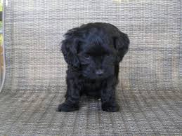 Home raised cockapoo pups from fantastic breeders. Cute Female Cockapoos Hewitt Mn For Sale In Hewitt Minnesota Classified Americanlisted Com