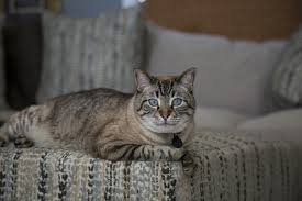 It's common for this cat to vary in size. Lynx Point Siamese Cat Info Pictures Facts Traits Excited Cats