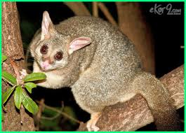 Check spelling or type a new query. Mengenal 50 Jenis Flora Dan Fauna Khas Di Australia Ekor9 Com Ekor9 Com