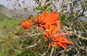 Image result for Erythrina lysistemon