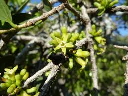 Image result for Strychnos pungens