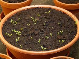 Nestle it into the dirt that is already in the pot for security. 20 Seed Starting Tips When To Sow And Tranplant Printable