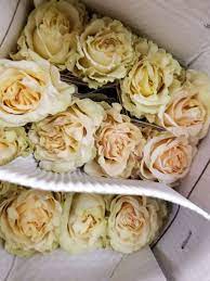 Maybe you would like to learn more about one of these? Sieck Wright Floral Products 231 Monmouth St Hightstown Nj 08520 Usa
