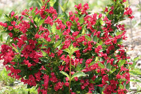 We did not find results for: Viburnum Opulus Nanum Dwarf European Cranberry Bush Sunnyside Gardens