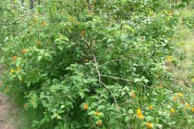 Image result for Lantana