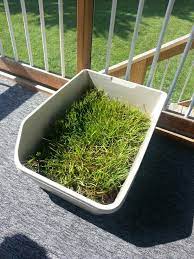 Real Grass Sod Dog Potty Or Litterbox Diy Step 1 Get Two Jumbo Cat Boxes Or Shallow Plastic Storage Boxes And Drill Sma Dog Potty Dog Potty Diy Diy Dog Stuff