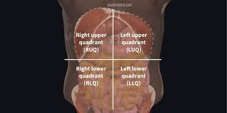 Clinicians use these regions to determine the organs and tissues that may be causing pain or discomfort in that region. Understanding Abdominal Divisions Anatomy Snippets Complete Anatomy