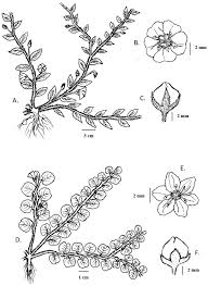 Image result for Evolvulus nummularius