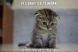 Pin By Irvinah Francis On Happy Feels Funny Cats Cute Funny Animals Funny Animals