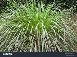Image result for Cymbopogon caesius