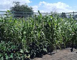 Check spelling or type a new query. How To Grow A Three Sisters Garden Native Seeds Search