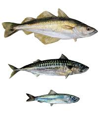 Hazel Adams Wildlife Illustration Naturkunde Tiere Kunst Ideen