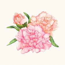 Hand Drawn Carnation Flower Isolated Free Image By Rawpixel Com Aum How To Draw Hands Flower Sketches Hand Drawn Flowers