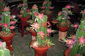 Tanaman ini mampu tumbuh dengan baik meski minim sinar matahari. 20 Contoh Tanaman Hias Yang Ada Di Masyarakat Guru Sains