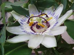 African corn lily, ixia african lily, agapanthus alpine thistle, eryngium. Pictures Of Different Flowers With Names Beautiful Flowers Gallery