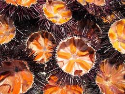 Maybe you would like to learn more about one of these? Englishtips4u On Twitter 13 Sea Urchin Landak Laut Bulu Babi Engvocab Http T Co Nmnmd0eclc