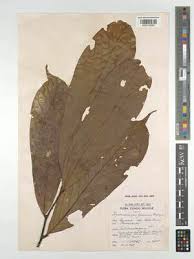 Image result for Polyceratocarpus gossweileri