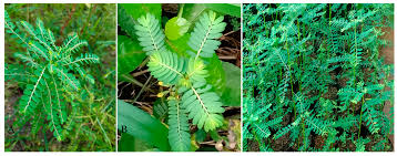 Image result for Phyllanthus muellerianus