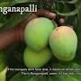 Natural Mangoes Chennai from sweetkaramcoffee.in