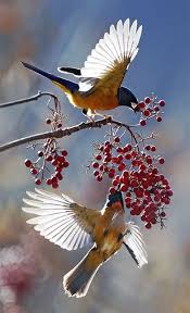 Fan Light Color Change Contrasting Skirt Pleats Movement Beautiful Animaux Oiseaux Exotiques Oiseaux
