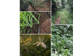 Image result for Chlorophytum gallabatense