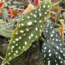 Image result for Begonia potamophila