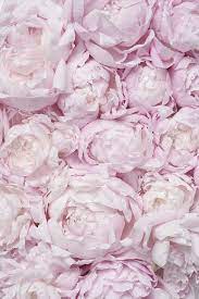 Pin On Flower