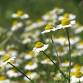 Medicinal Herbs event image