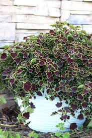 Image result for Coleus melleri