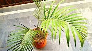We would like to show you a description here but the site won't allow us. Areca Palm Brown Tips Leaves Reasons And Care Youtube