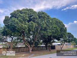 Image result for Filicium decipiens