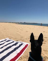 A glance at the world of all for paws. Portugal As Dog Unfriendly As You Always Hear Verpinscht