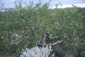 Image result for Commiphora viminea