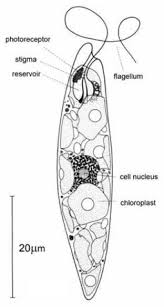 Zoologists argue that the euglena is an animal because it can freely move which is a characteristic only animals possess. Schematic Of Euglena Gracilis Download Scientific Diagram