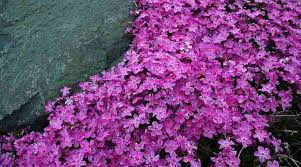These extremes require only the toughest plants in order to survive. Fast Growing Ground Cover Plants With Pictures Leafy Place