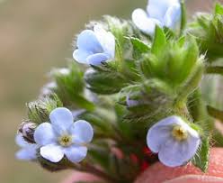 Image result for Blumea squarrosa