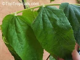 Make raspberry basil margaritas by substituting fresh raspberries for the strawberries. Muntingia Calabura Strawberry Tree Jam Tree Jamaican Singapore Panama Cherry Cotton Candy Berry Calabura Manzanil Toptropicals Com