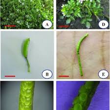 Image result for Nasturtium microphyllum