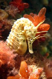 Cute Seahorse Seahorse Sea Dragon Sea Animals