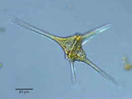 Plant Life: Dinoflagellates